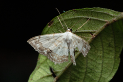 Scopula propinquaria