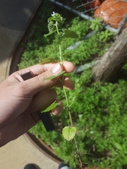 Nepeta cataria