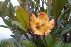 Montrouziera sphaeroidea