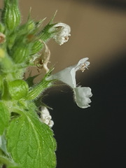 Nepeta cataria