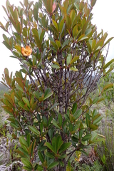 Montrouziera sphaeroidea