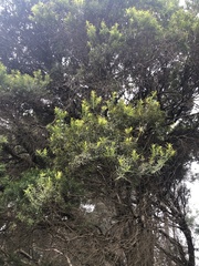 Melaleuca decora