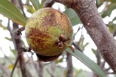 Montrouziera sphaeroidea