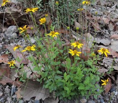 Verbesina cuautlensis