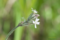 Silene involucrata