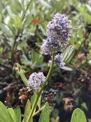 Ceanothus thyrsiflorus thyrsiflorus