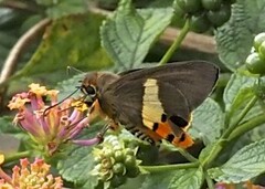 Coeliades sejuncta