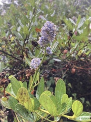 Ceanothus thyrsiflorus thyrsiflorus