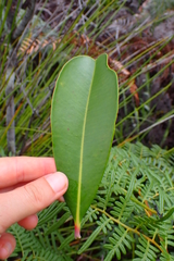 Montrouziera sphaeroidea