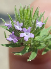 Verbena bracteata