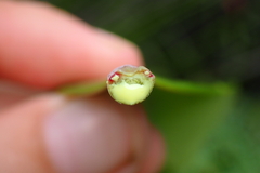 Montrouziera sphaeroidea