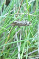 Agriphila tristella