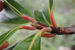 Montrouziera sphaeroidea