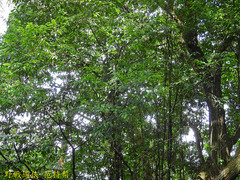 Castanopsis cuspidata carlesii