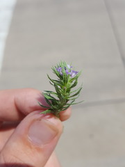 Verbena bracteata