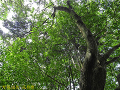 Castanopsis cuspidata carlesii