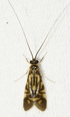 Macrostemum carolina