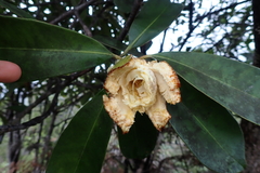 Montrouziera sphaeroidea