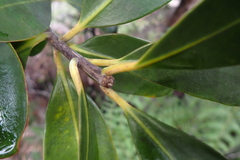 Montrouziera sphaeroidea