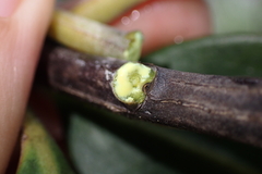 Montrouziera sphaeroidea