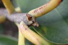 Montrouziera sphaeroidea