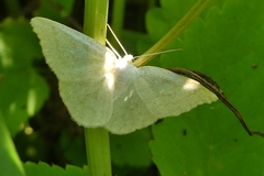 Scopula ternata