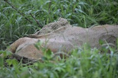Boselaphus tragocamelus