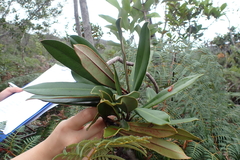 Montrouziera sphaeroidea