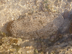 Actinopyga echinites