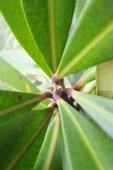 Montrouziera sphaeroidea