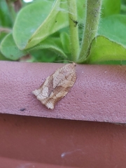 Choristoneura rosaceana