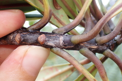 Montrouziera sphaeroidea