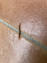 Scolopendra multidens