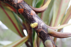 Montrouziera sphaeroidea