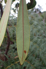 Montrouziera sphaeroidea