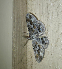Stenoporpia vernata