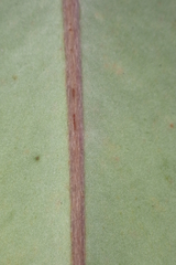 Montrouziera sphaeroidea