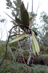 Montrouziera sphaeroidea