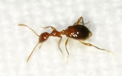 Acanthinus argentinus