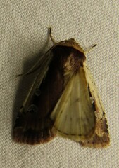 Ochropleura implecta