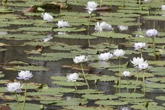 Nymphaea atrans