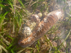 Actinopyga echinites