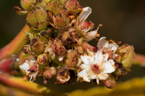 Fernleaf Catalina Ironwood
