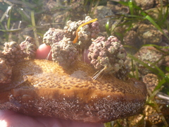 Actinopyga echinites