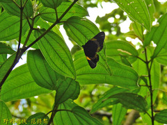 Milionia zonea pryeri