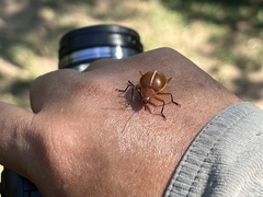 Ellipticus dorbignyi