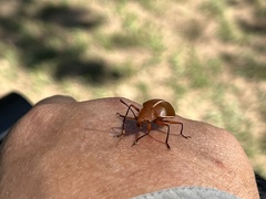 Ellipticus dorbignyi