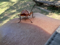 Ellipticus dorbignyi