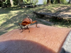 Ellipticus dorbignyi