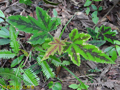 Rubus reflexus hui